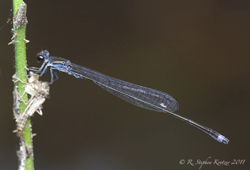 Enallagma weewa, male